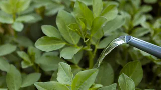 Дачникам может грозить штраф за выращивание мяты: свойства растения, где растет и чем стоит заменить