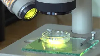 В Стародубском районе освоили микроклональное размножение картофеля