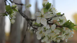 В среду в Рязань придет апрель