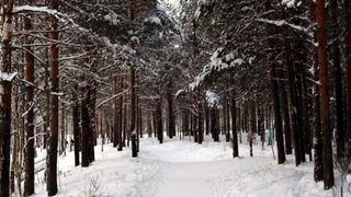 «Декабрь, январь и февраль устроят нам подставу». Синоптики удивили новым прогнозом на зиму