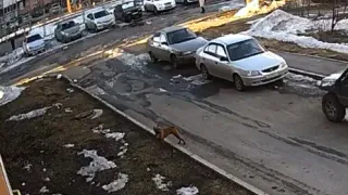 Агрессивный пёс набросился на собаку жителя Магнитогорска