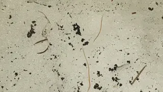 В Коми черви досрочно вышли из спячки