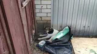 Расстрелянную в Ворошиловке собаку пришлось усыпить