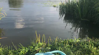 В водоемах Рязанской области не обнаружили личинок малярийных комаров