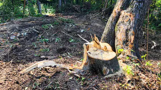 В Пителинском районе отца и сына задержали за незаконную вырубку берез