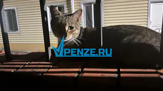 Пензенский губернатор рассказал трогательную историю, случившуюся с его кошкой