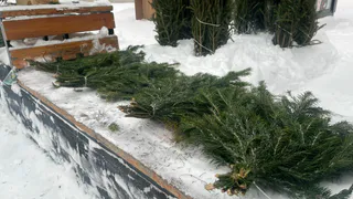 В Коми подвели итоги операции «Ель-2026» и сообщили о нулевых незаконных рубках