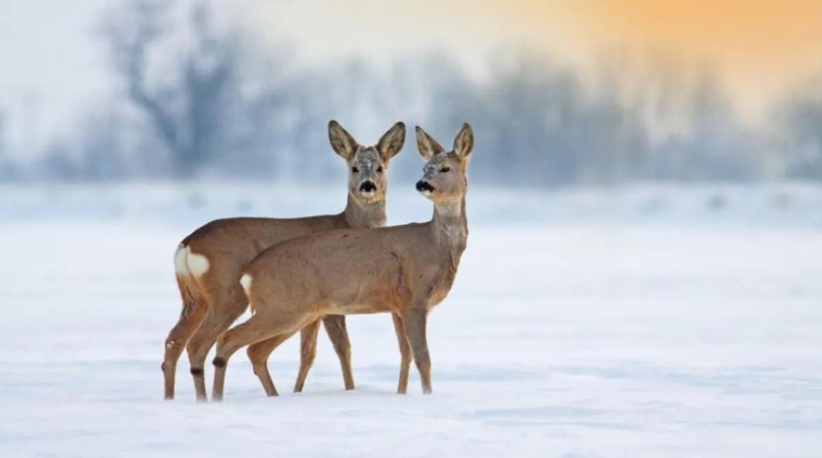 Четыре случая наезда на копытных в Пензенской области: охотничий фонд понес ущерб