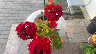 Вижу жёлтый листик на герани — моментом делаю подкормку: 1 ложку в воду — куст зеленее некуда, на желтизну нет и намека