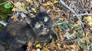 Бесплатное исследование клещей в Коми: забота о здоровье жителей остается приоритетом