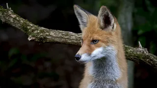 В Ухте ищут беглого лиса по кличке Май