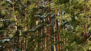 В Пензе создадут охранную зону вокруг Ахунского соснового бора