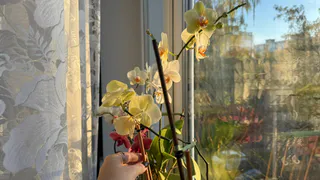 Орхидея перестала цвести — наношу это на листья и бутоны появляются даже зимой