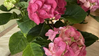 Всего одно аптечное средство и гортензия завалит пышными кустами до осени