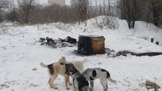 В Песочне пытались заживо сжечь бездомных собак