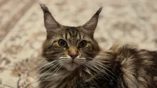 Ваш знак зодиака — и кошка, которая подойдёт именно вам: проверьте себя