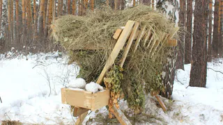 Челябинская область помогает диким животным: более 10 тонн сена и 5 тонн соли для зимней подкормки
