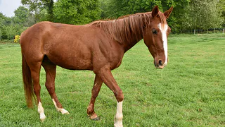 В Пензенской области мужчина украл лошадь и забил ее на мясо