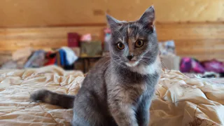 Скучает ли кошка без хозяина - всем владельцам нужно узнать раз и навсегда