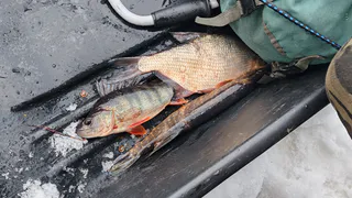 "Коми-море" под присмотром: инспекторы выявили нарушения в заказнике "Дон-ты"