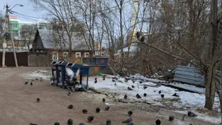 В Брянске ликвидировали "мусорную катастрофу"