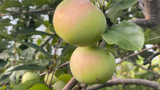 Ошибки в употреблении яблок, которые лишают вас витаминов: советы опытного гастроэнтеролога