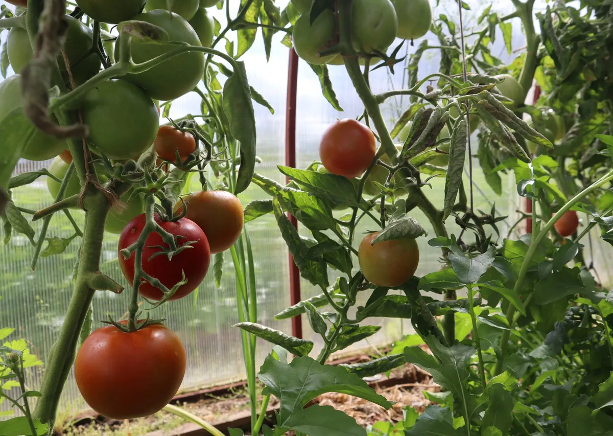 По одному литру в каждую лунку — и томаты облепят все кусты: урожай придется собирать мешками — по 10 килограммов с 1 квадратного метра