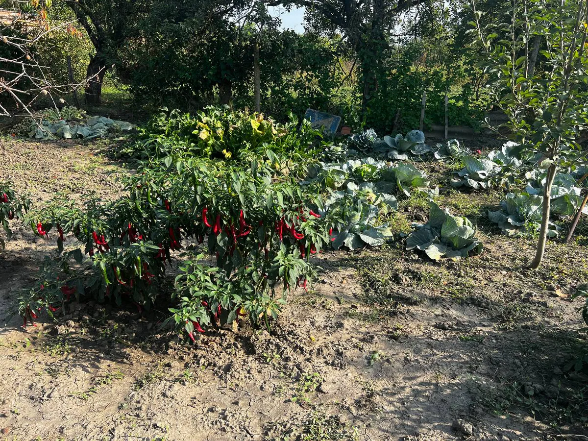 Формирует стенки до 8 мм: такой сорт перца отличается сочностью и урожайностью — один куст даст 3 кг плодов