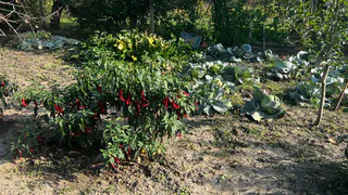 Формирует стенки до 8 мм: такой сорт перца отличается сочностью и урожайностью — один куст даст 3 кг плодов