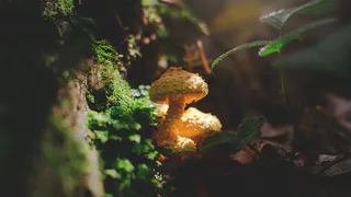 Появление поганок на огороде: причины и меры борьбы