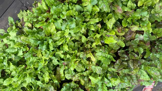 В Рязанской области начинают перерабатывать свёклу