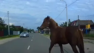 Споткнулся: в Шумаши конь попал под колеса автомобиля