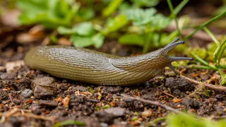 Слизней как не бывало: нашла советский трюк для быстрого избавления от вредителей