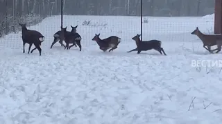 Охотничьи угодья в Чувашии занимают более полутора миллионов гектаров