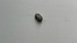 Роспотребнадзор Коми зафиксировал первый за сезон укус клеща