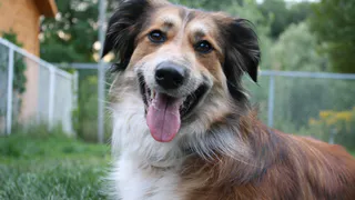 Почему собака ходит за вами в туалет: эта привычка сближает больше, чем вы думаете