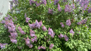 Коми 10 июня ждет еще один теплый, но грозовой день