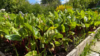 Обычно в августе все отдыхают, а я сею эти культуры — к октябрю собираю свежий урожай без теплицы