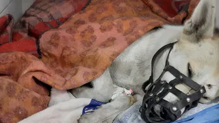 Возле 11 больницы неизвестный расстрелял собаку