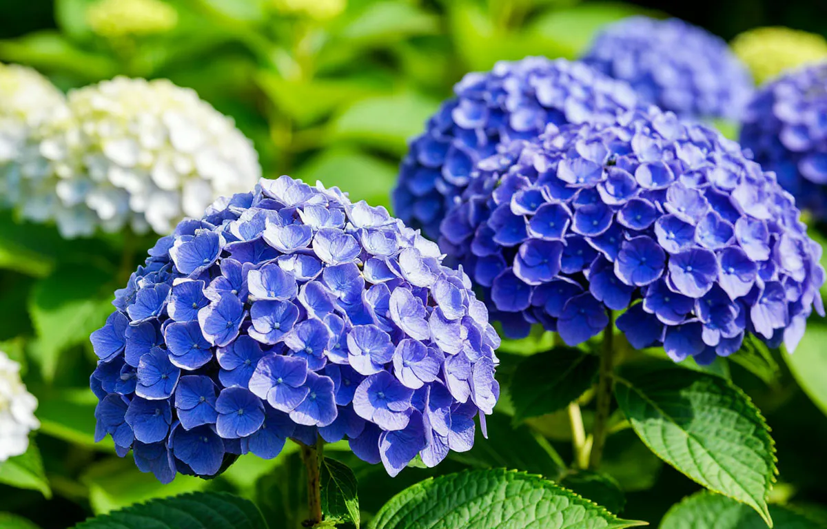 Осенняя посадка гортензии: как добиться пышного цветения уже к следующему лету