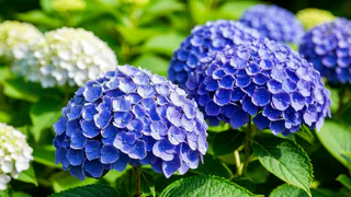 Осенняя посадка гортензии: как добиться пышного цветения уже к следующему лету