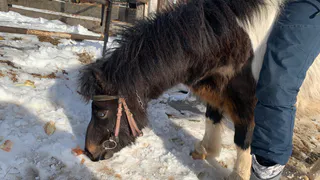 В Коми думают над сохранением исчезающей породы лошадей
