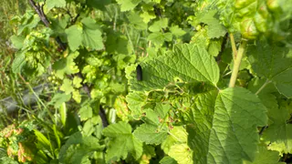 Тля падает замертво после пары пшиков: рассказываю, как осенью правильно провести обработку сада