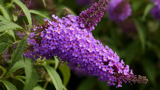 Пышнее сирени, ярче роз: этот многолетник — настоящая звезда сада. Посадишь — соседи перестают дышать от зависти  