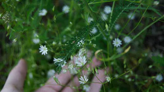 Усинск встречает последний майский четверг ясным небом