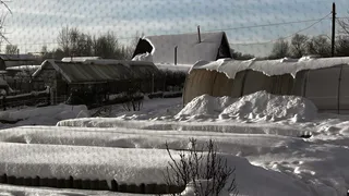 Уезжаю на дачу уже в январе, а весной рассада благодарит меня сильными кустами: почему не стоит забывать про теплицы даже зимой