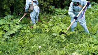 Более 4 млн рублей выделят на борьбу с борщевиком в Чувашии