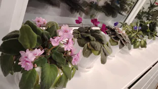 Домашние вампиры: шесть вещей в доме, которые крадут ваше здоровье каждый день