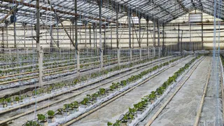 В Покровском округе готовят масштабные расширение теплиц и племенного овцеводства