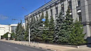 Урбанисты привели аргументы, почему нельзя спиливать голубые ели на Ленина